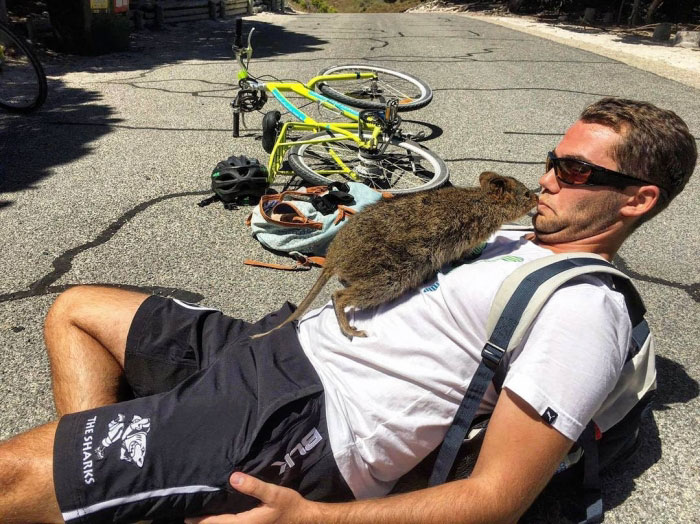 quokka