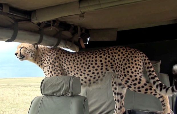Wild Cheetah