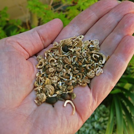Wildflower Seeds