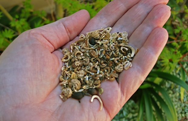 Wildflower Seeds