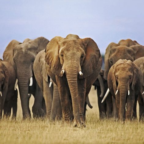 elephant