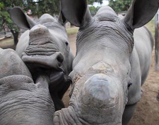 Baby Rhinos