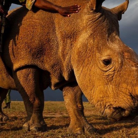Sudan Northern White Rhino