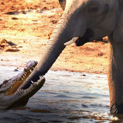 crocodile elephant