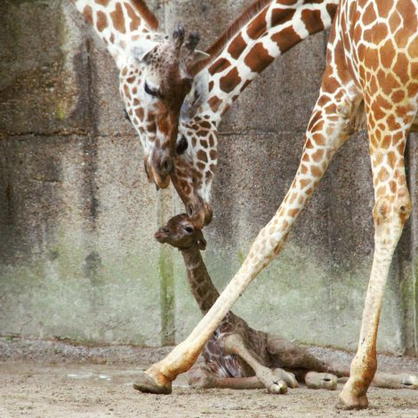 Giraffe baby