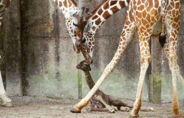 Giraffe baby