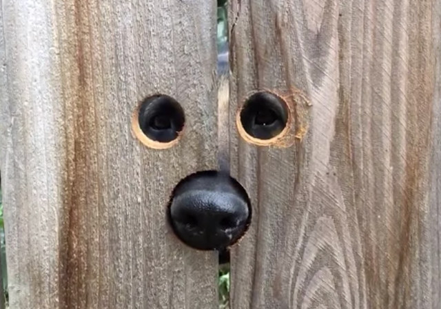 Peeking Penny