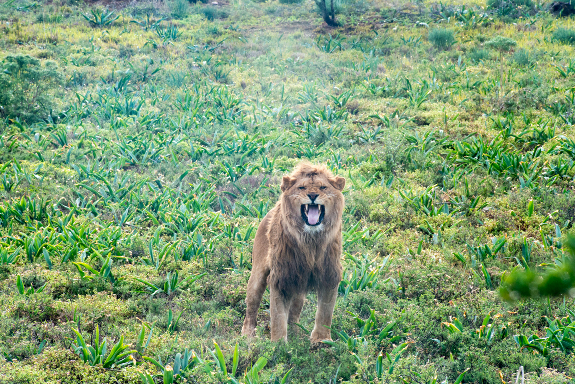 Captive Lions