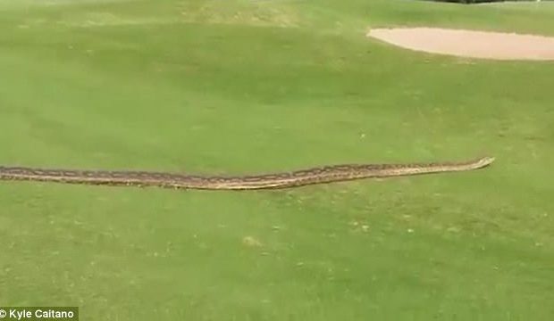 African Rock Python