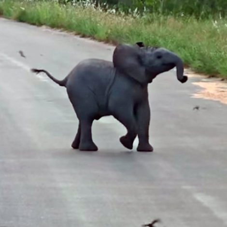 Baby Elephant