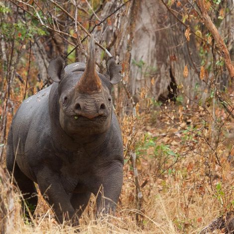 Awards Rhino Relocated