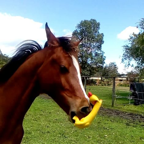 Horse with rubber Chicken