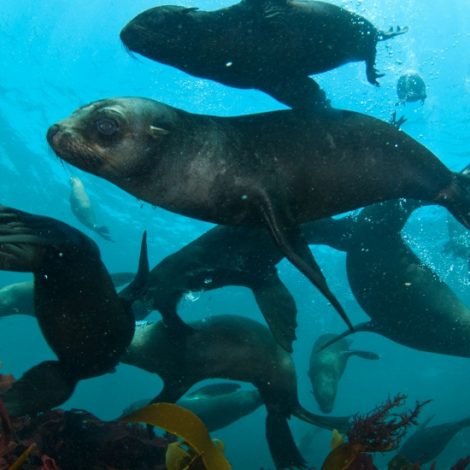 Cape Fur Seals