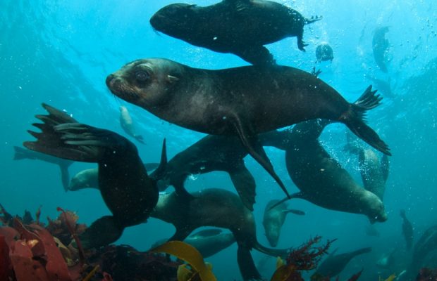 Cape Fur Seals