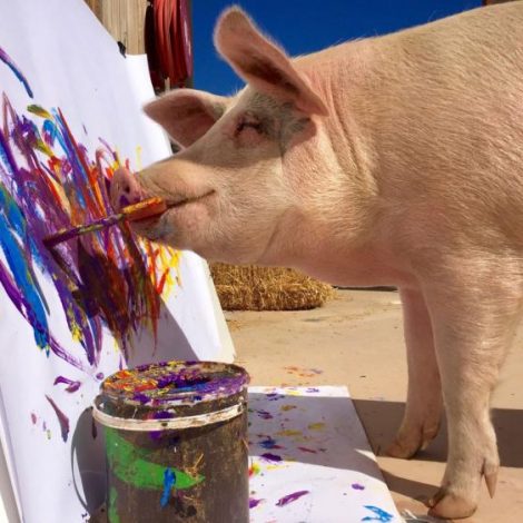 Pigcasso abstract painter