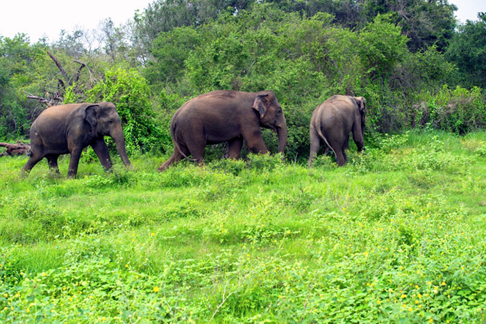 26 Years Rainforest