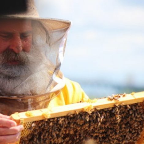 Urban Beekeeping