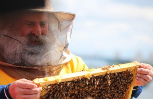 Urban Beekeeping