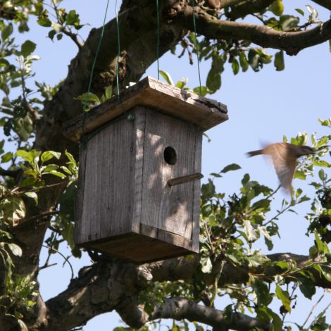 wild birds Inspiring Bird Nest