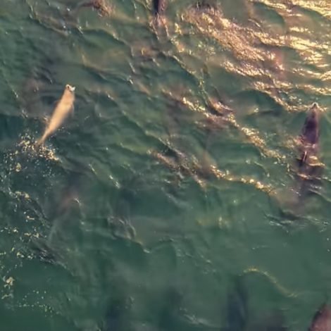 Dolphins