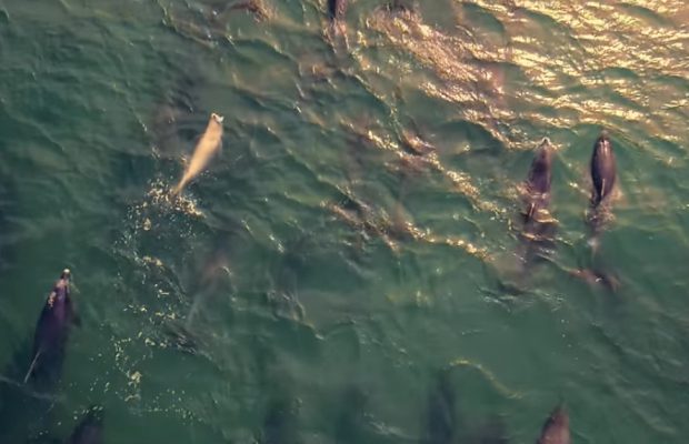 Dolphins