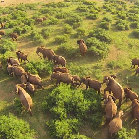 Drone Safari