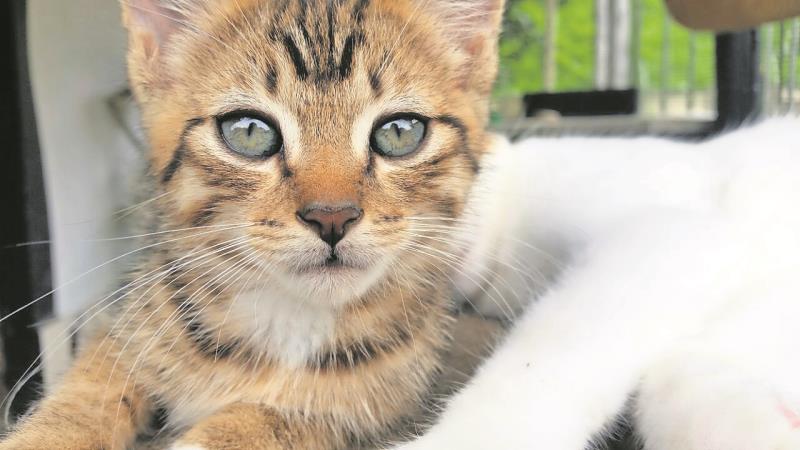 Germiston SPCA