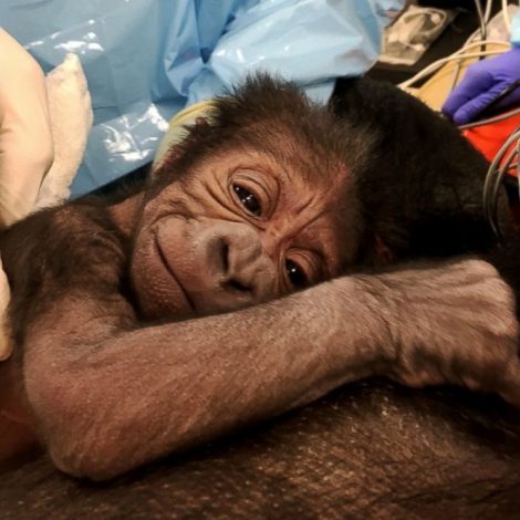 Baby Gorilla