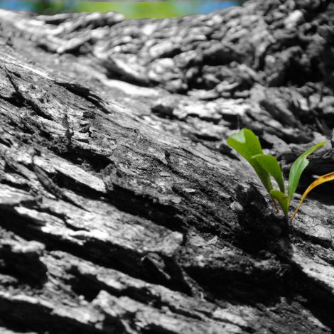 New Life