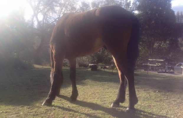 Pony