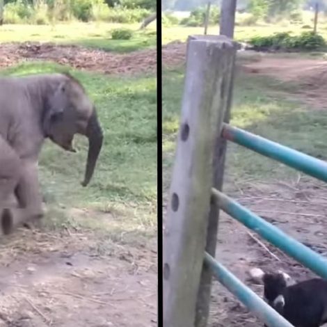 Elephant screams