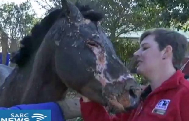 Cody the Pony 50 million