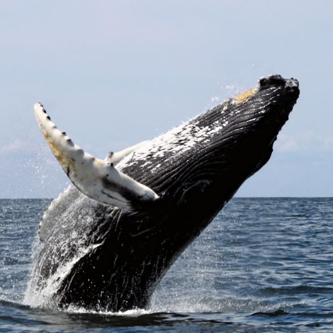 Humpback Whale