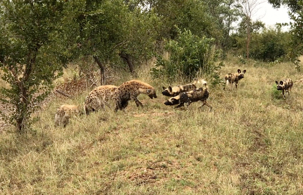 Wild Dogs Playing