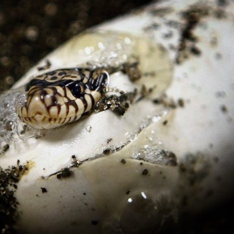 Louisiana pine snakes hatching