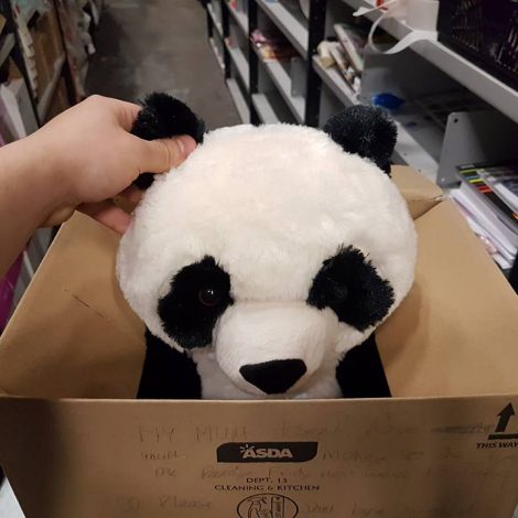 Panda Teddy