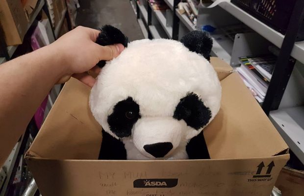 Panda Teddy