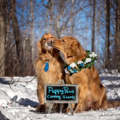 Service Dogs