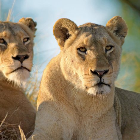 Singita Kruger National Park 07