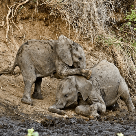 Singita Kruger National Park 07