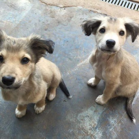 Steyn City Donation 4paws