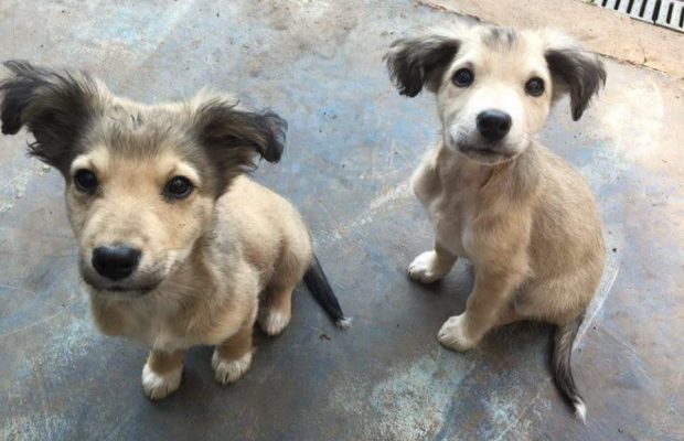 Steyn City Donation 4paws
