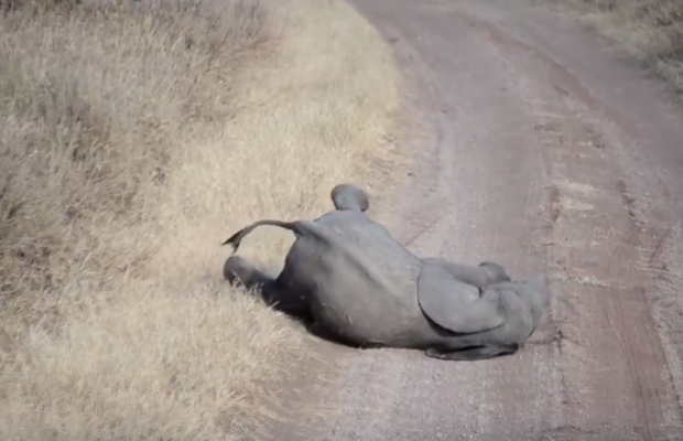 baby elephant temper tantrum