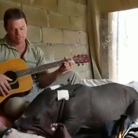 Baby Rhino Serenaded