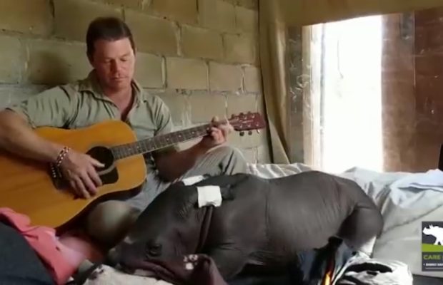 Baby Rhino Serenaded