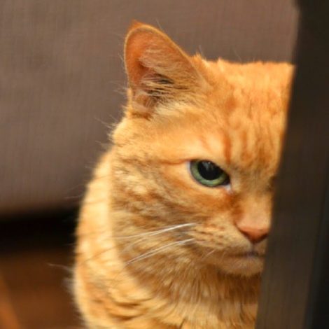 cat trying to kill you