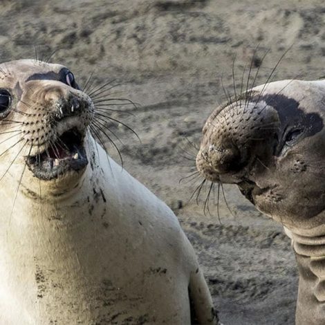Comedy Wildlife