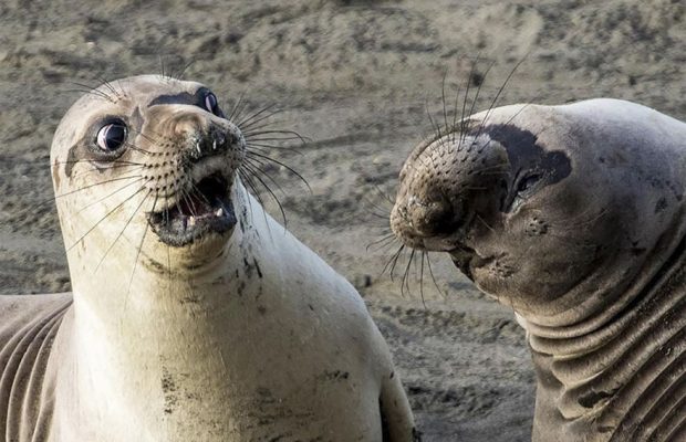 Comedy Wildlife