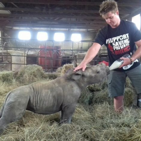orphaned rhino calves - saving private rhino