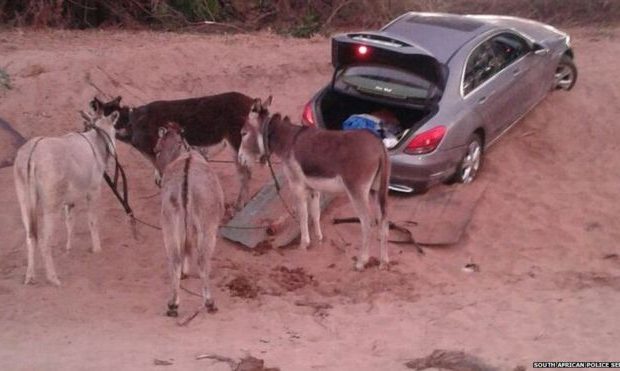 donkey smugglers